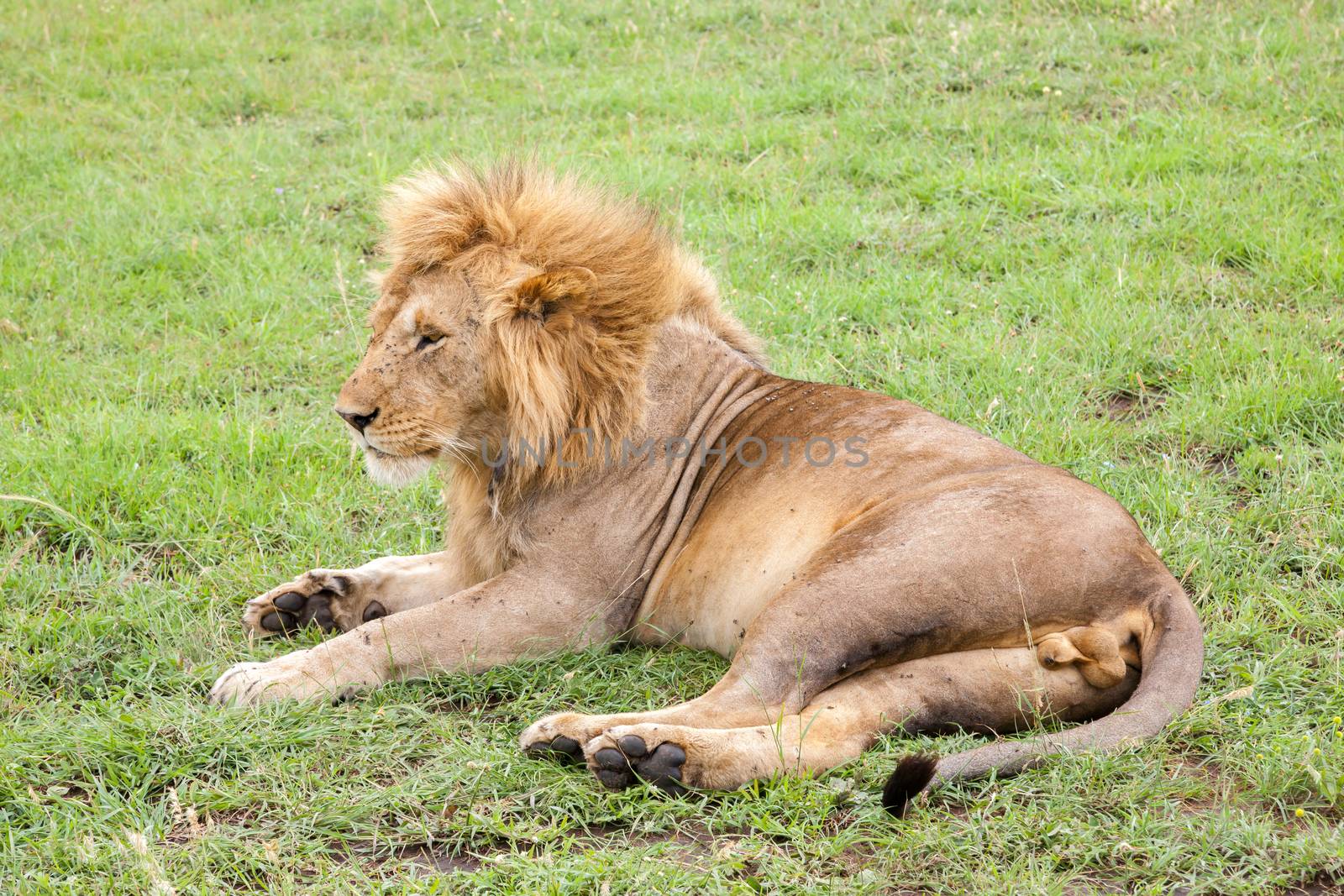 A big lion resting in the grass in the meadow