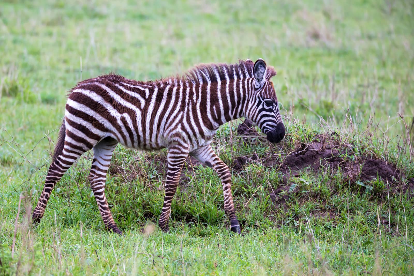 Some Zebras in the middle of the savannah of Kenya