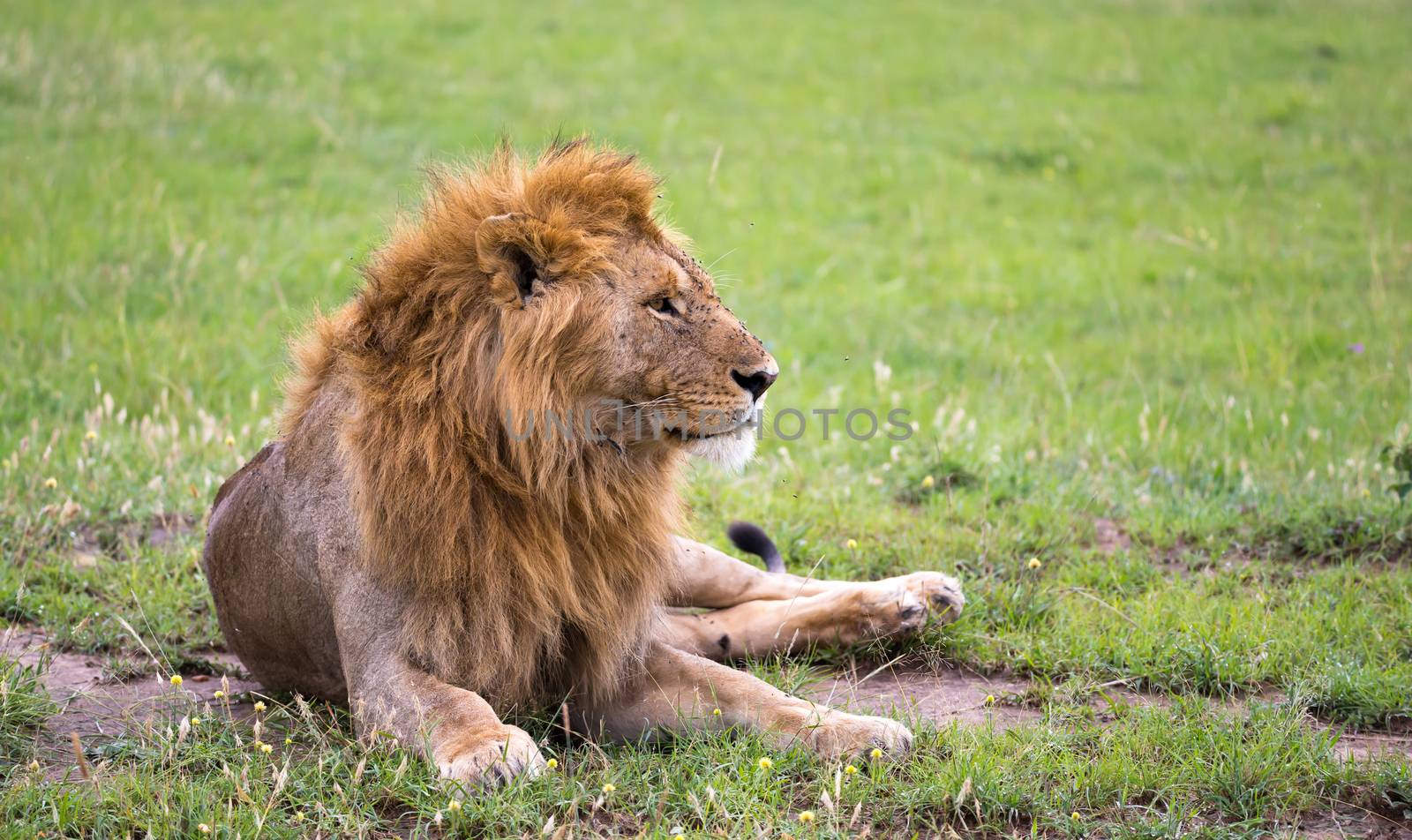 One big lion lies in the grass in the savanna of Kenya