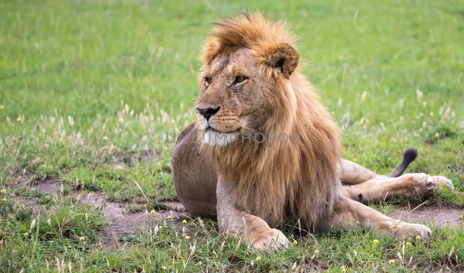 One big lion lies in the grass in the savanna of Kenya