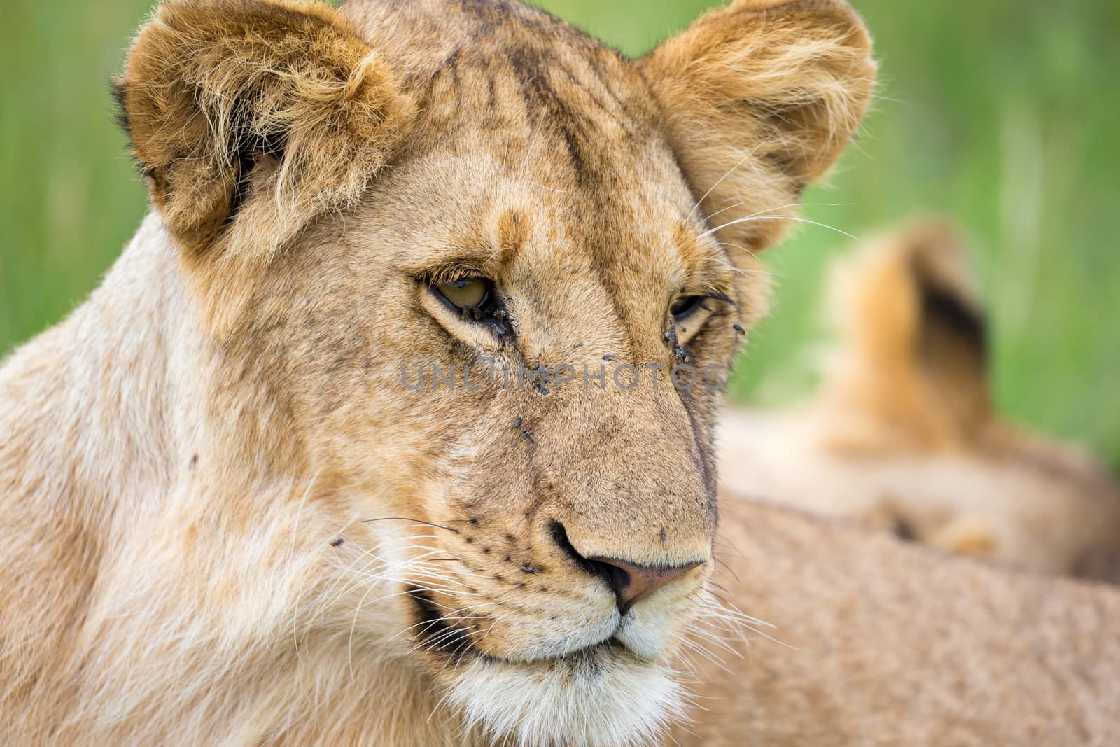 A portrait of a lioness, she lies in the grass in the savannah