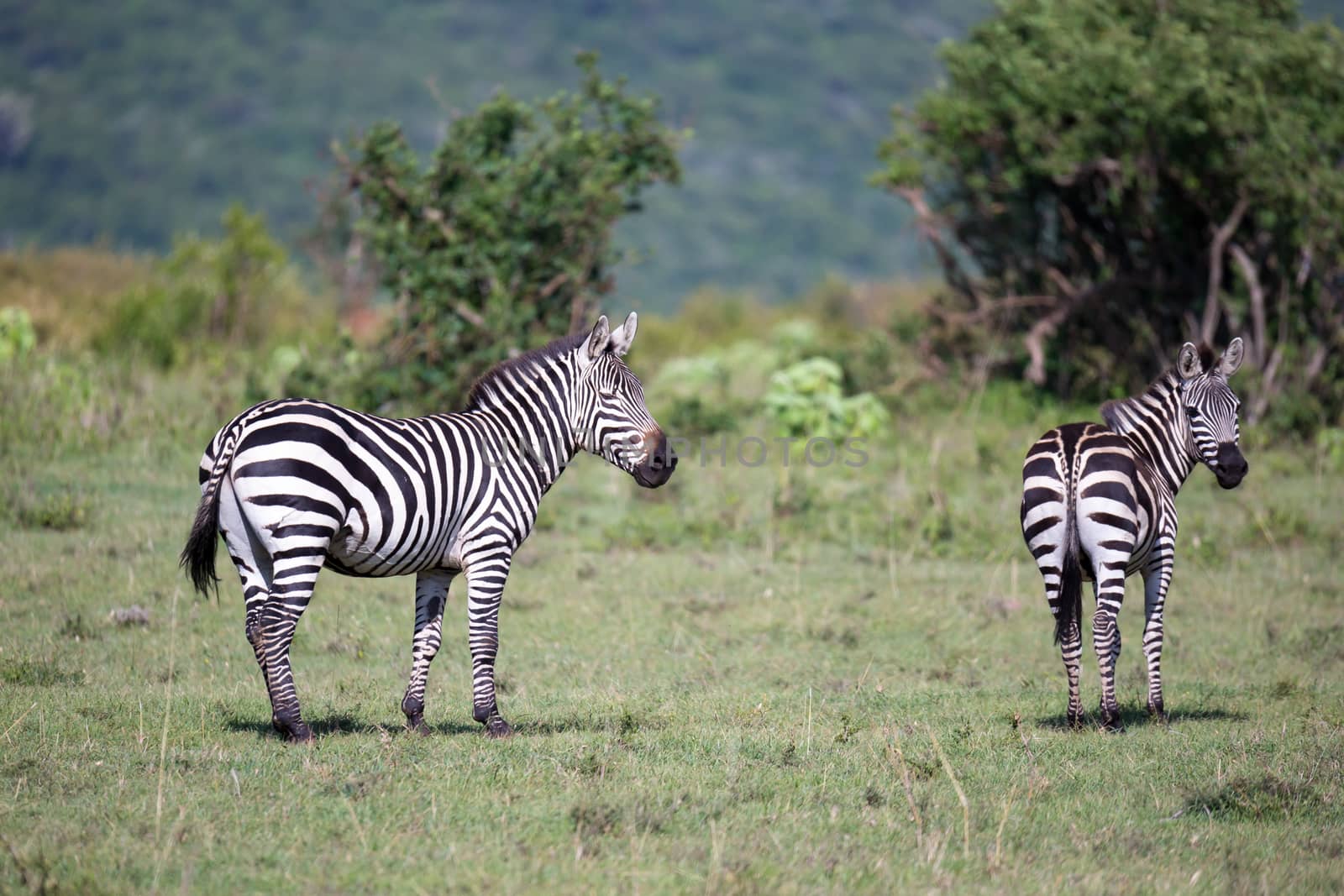 Some Zebras in the middle of the savannah of Kenya