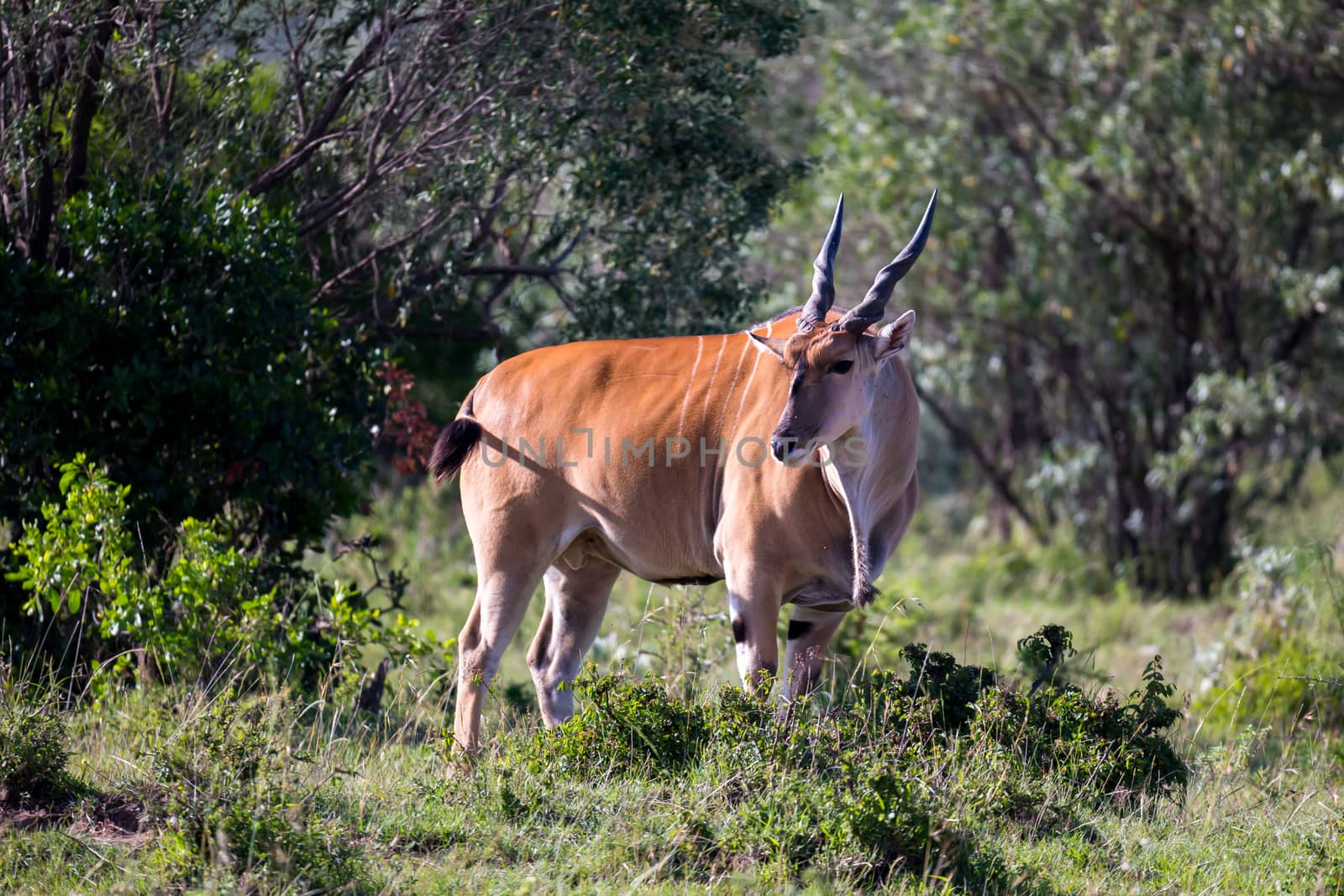 The antelopes in the grass landscape of Kenya