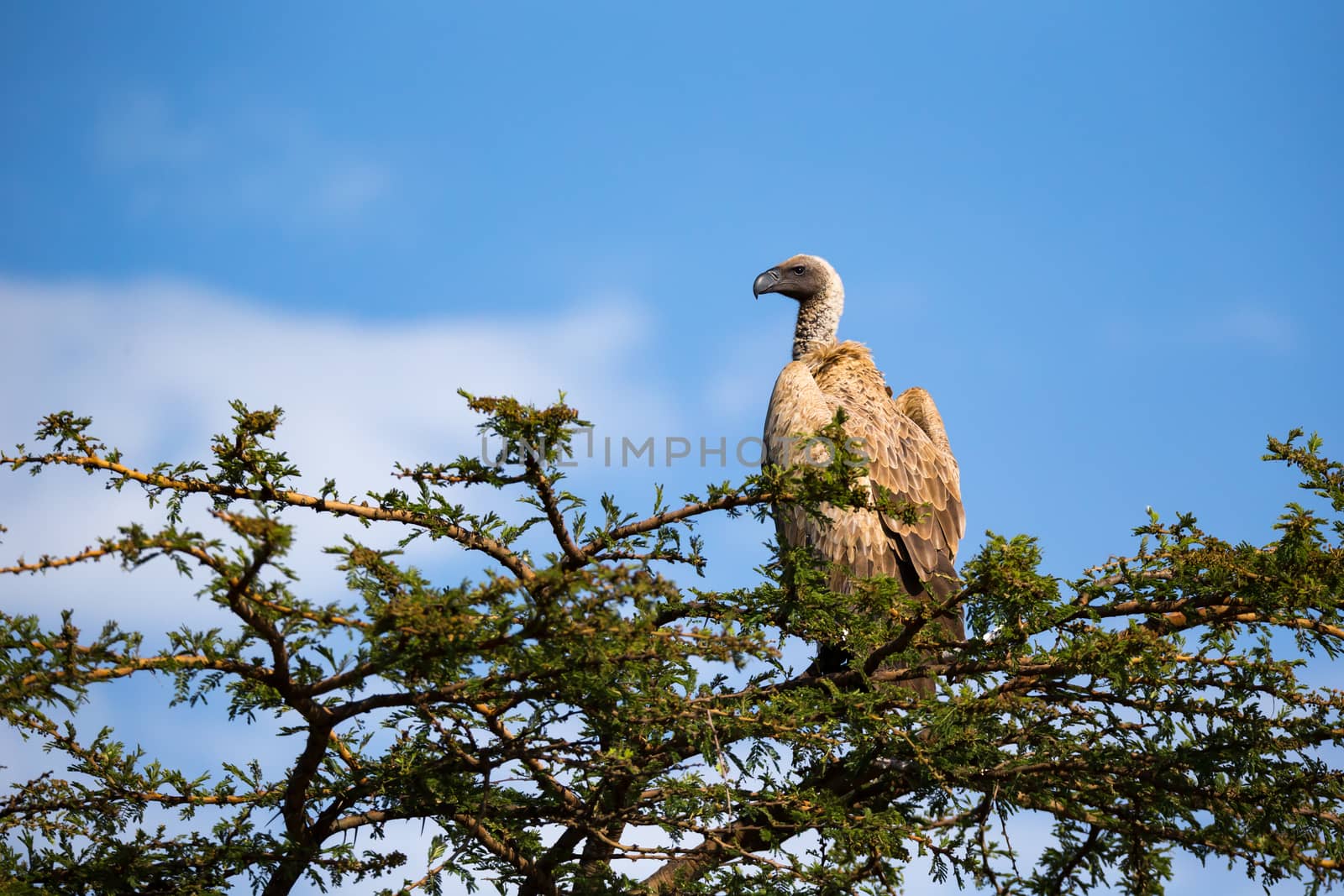 One big bird of prey sits on a branch
