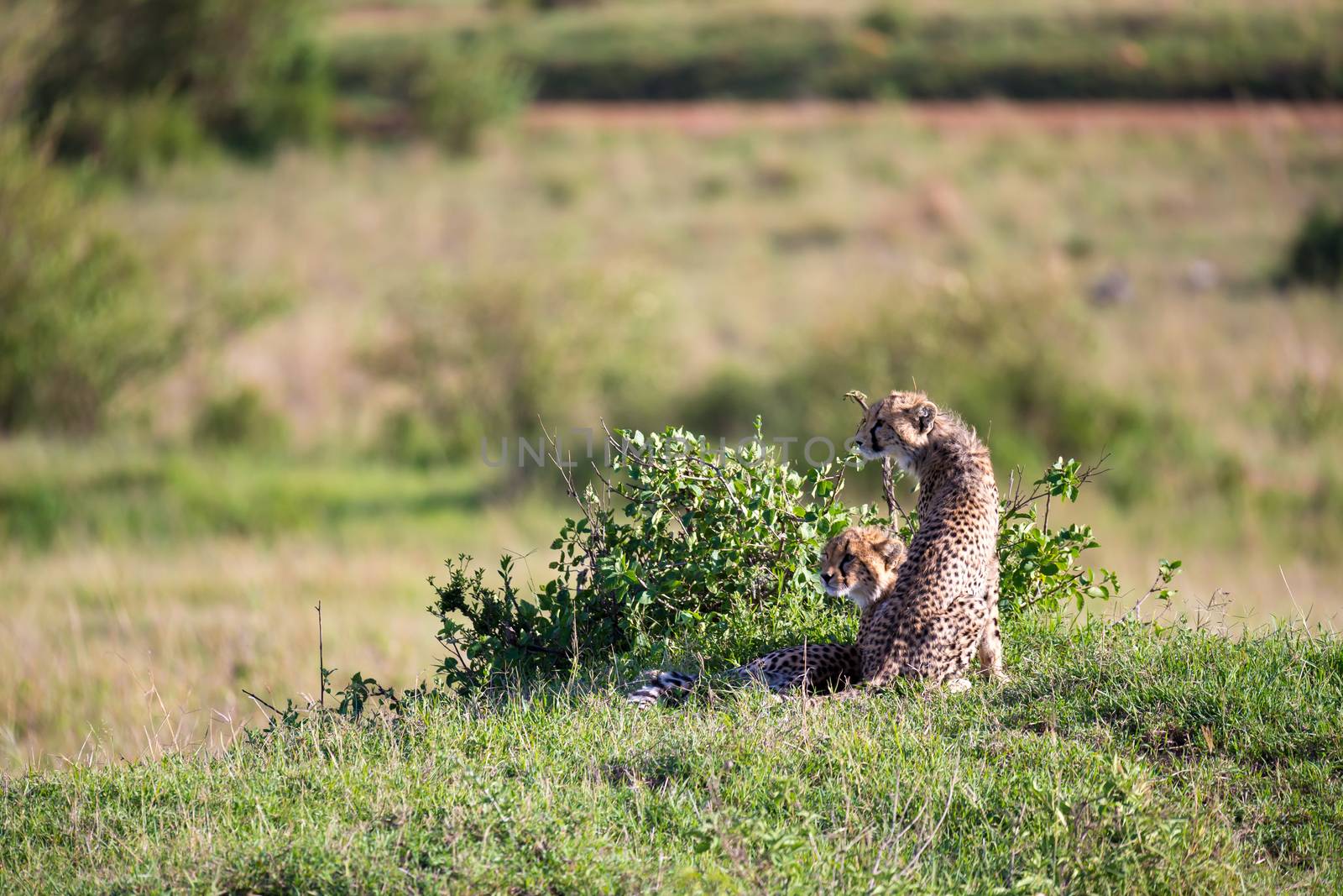 The cheetah mother with two children in the Kenyan savannah