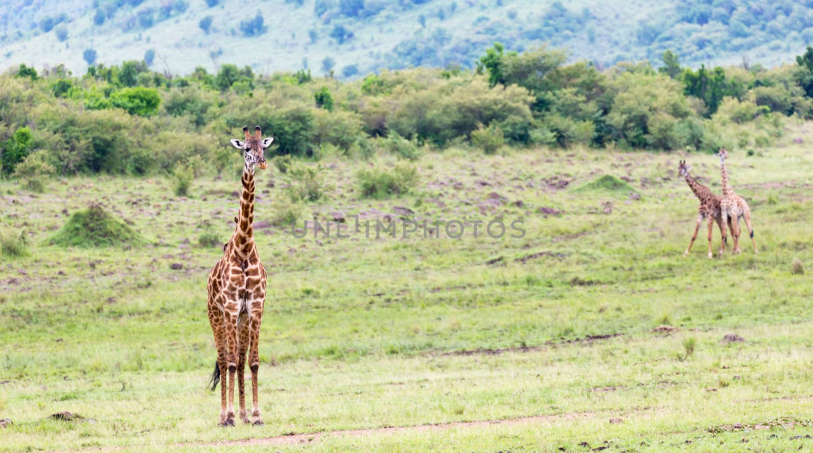 A Masai giraffe in the Kenyan savanna on a meadow