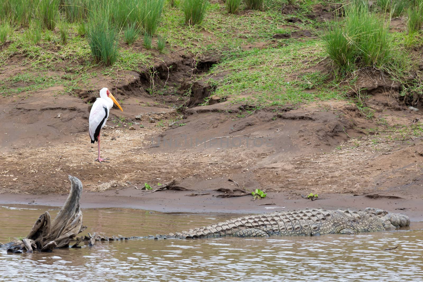 One crocodile lies on the stones near the water