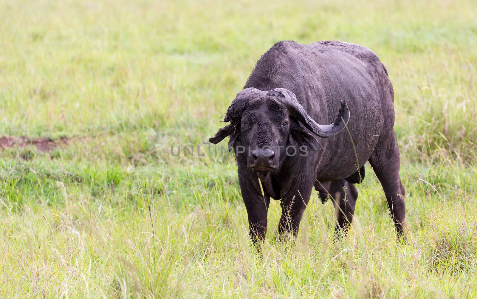 The buffalo is standing in the middle of the meadow in the grass landscape