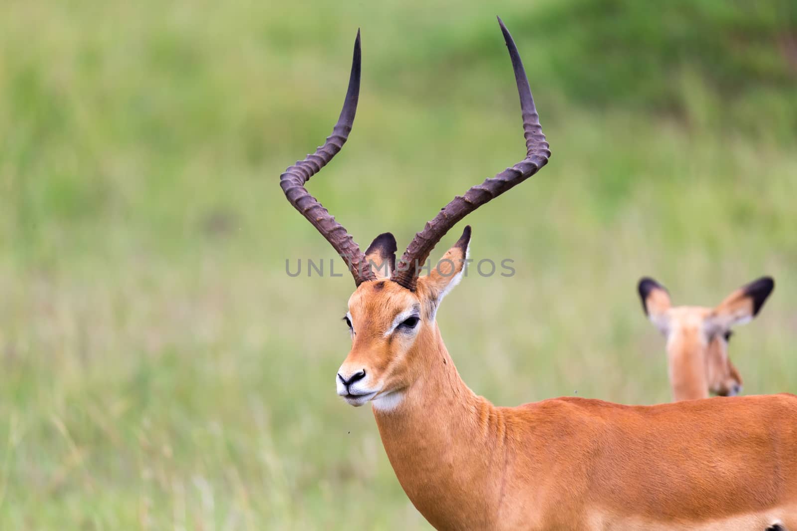 Lot of Impala antelopes in the grass landscape of the Kenyan savanna