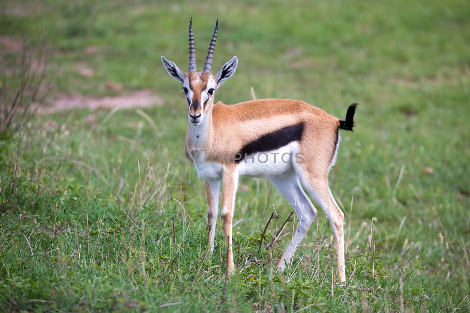 A Thomson Gazelle in the Kenyan savannah amidst a grassy landscape