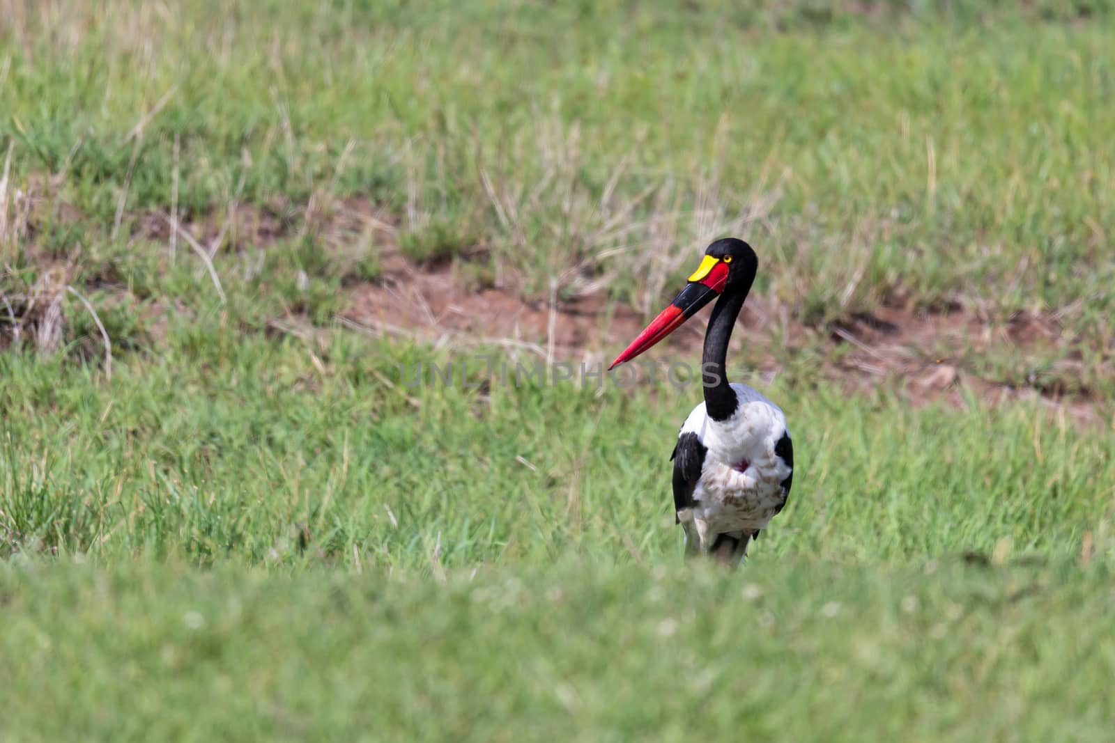 One stork with black red golden beak is standing in the grass