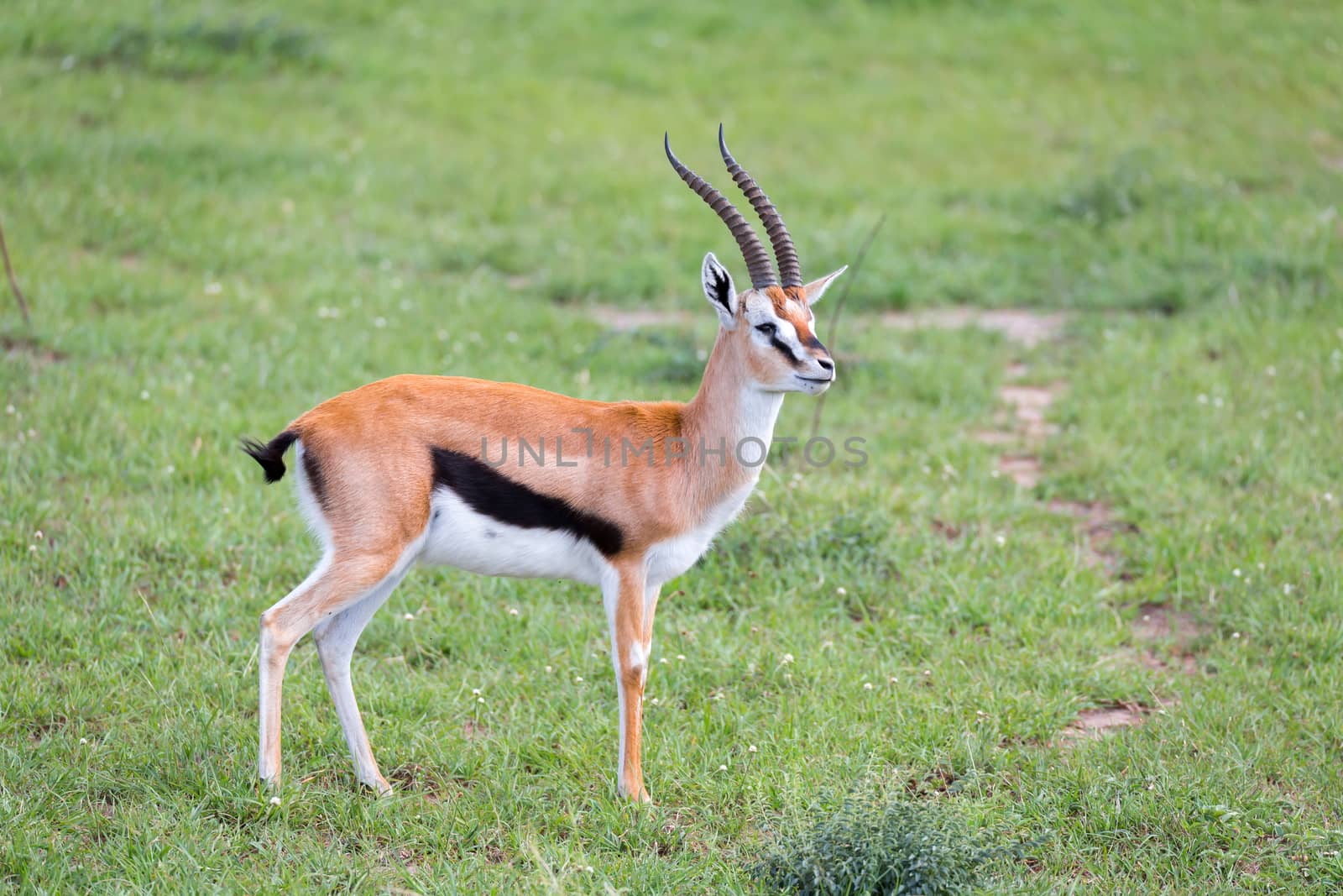 A Thomson Gazelle in the Kenyan savannah amidst a grassy landscape