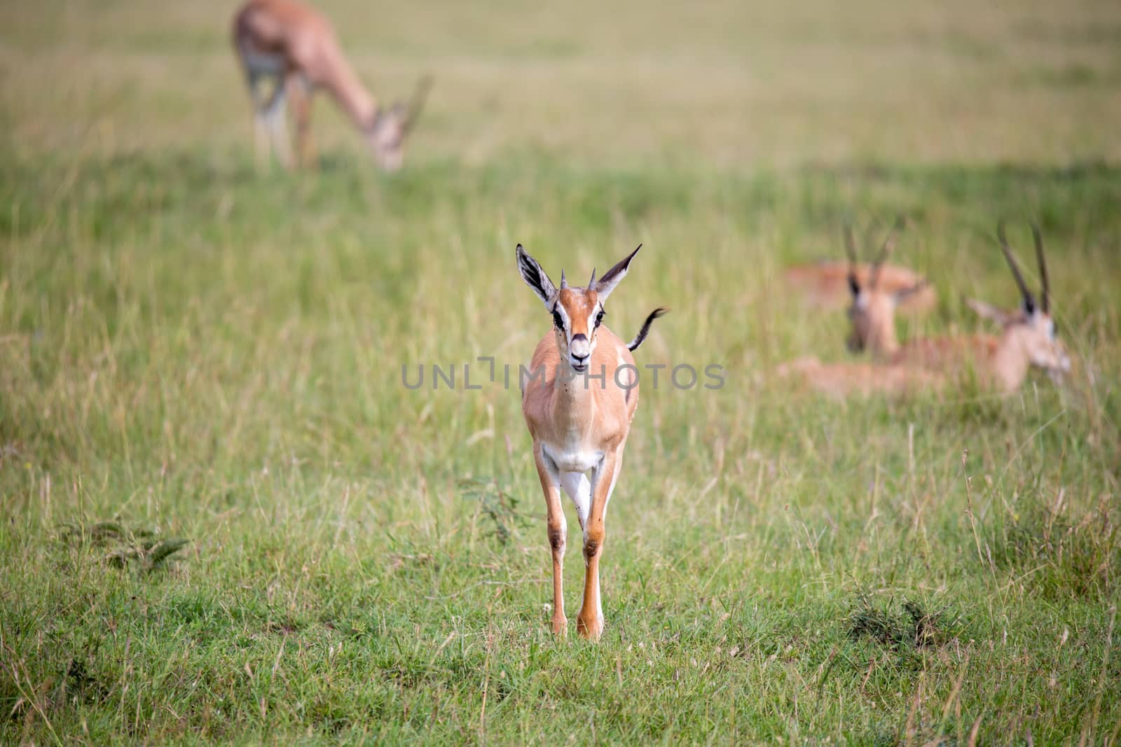 A Thomson Gazelle in the Kenyan savannah amidst a grassy landscape