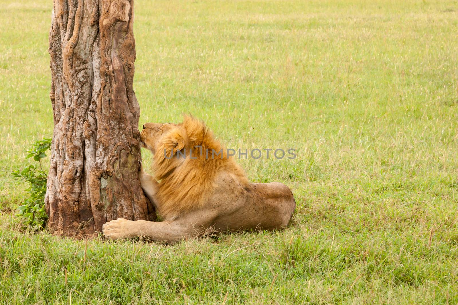A big lion resting in the grass in the meadow