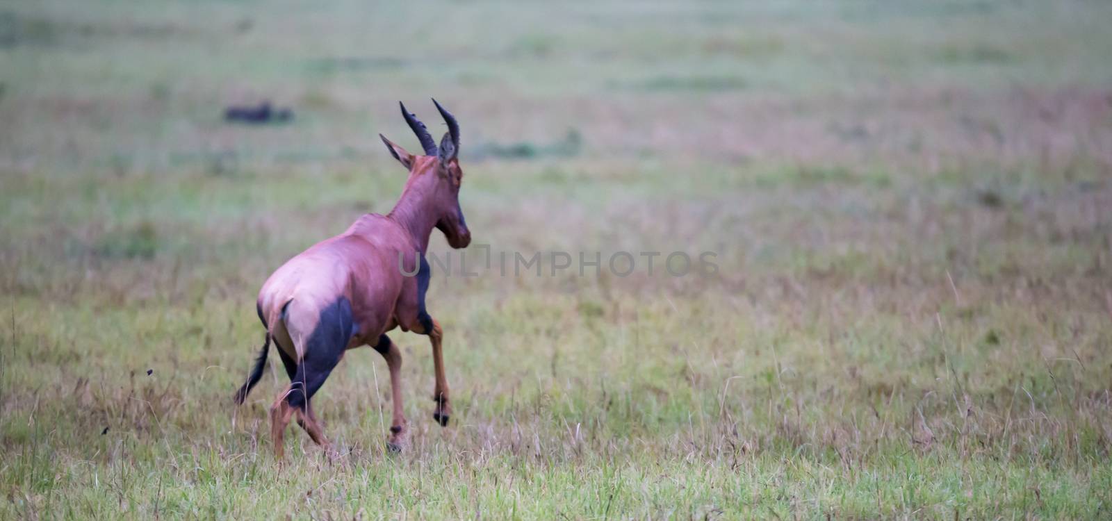 Topi antelope in the grassland of Kenya's savannah by 25ehaag6