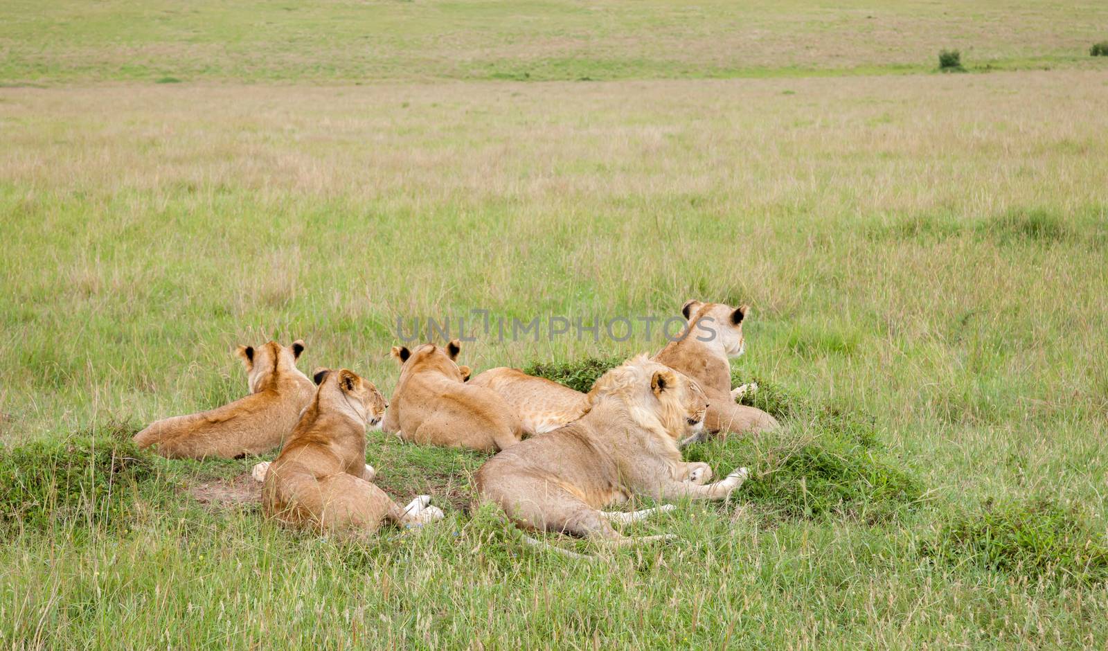 One lion family rests on a hill