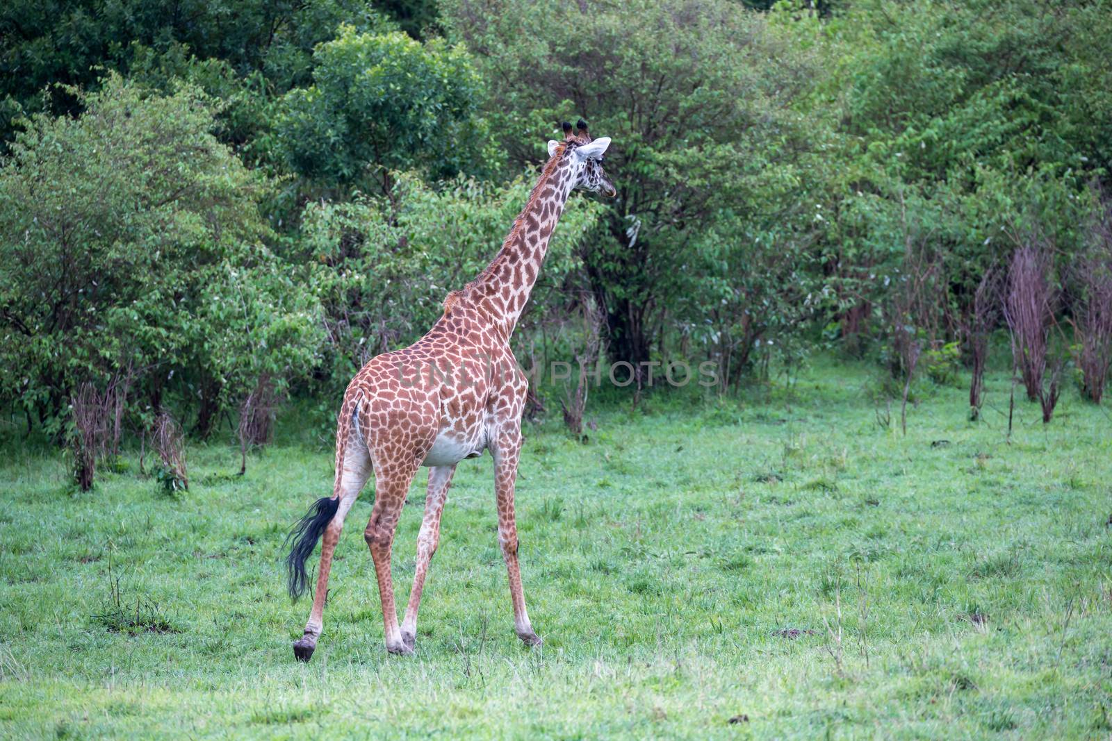 The giraffe is running among the trees and bushes