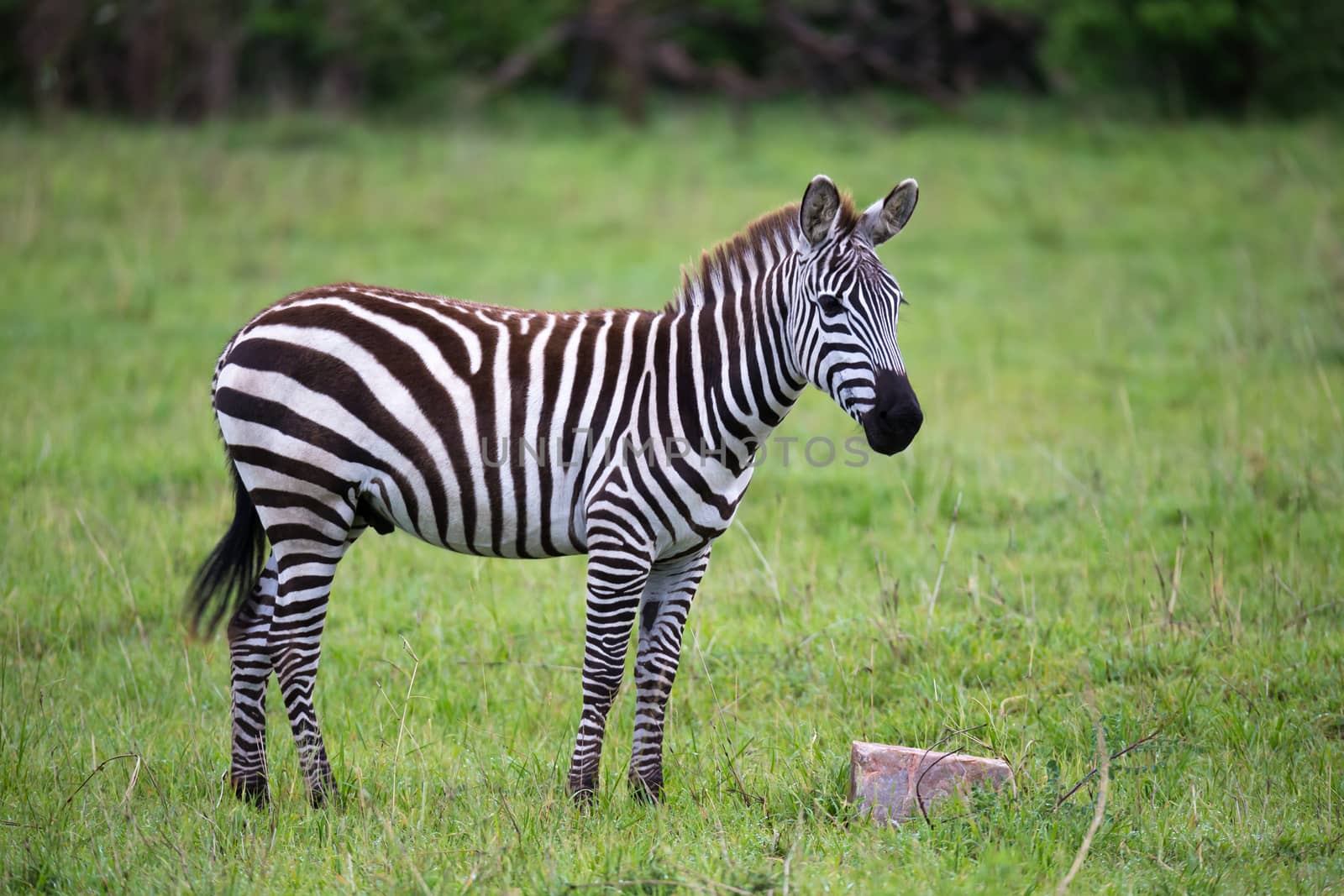 Some Zebras in the middle of the savannah of Kenya