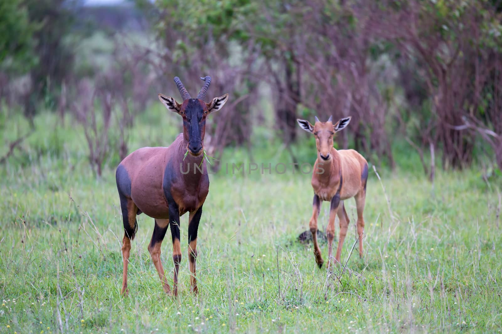 One Topi couple in the Kenyan savanna