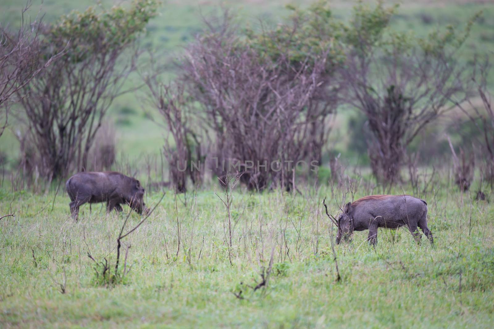 Some Warthogs are grazing in the savannah of Kenya