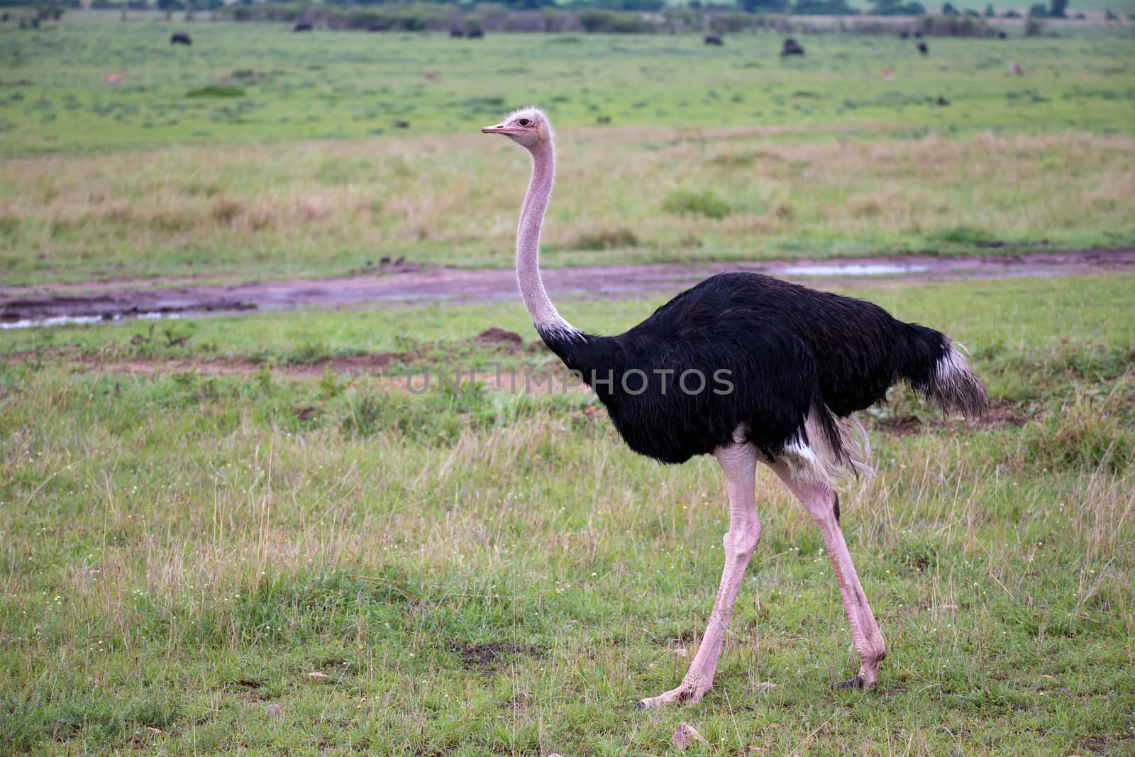 One male Ostrich bird runs through the grass landscape from the savannah in Kenya