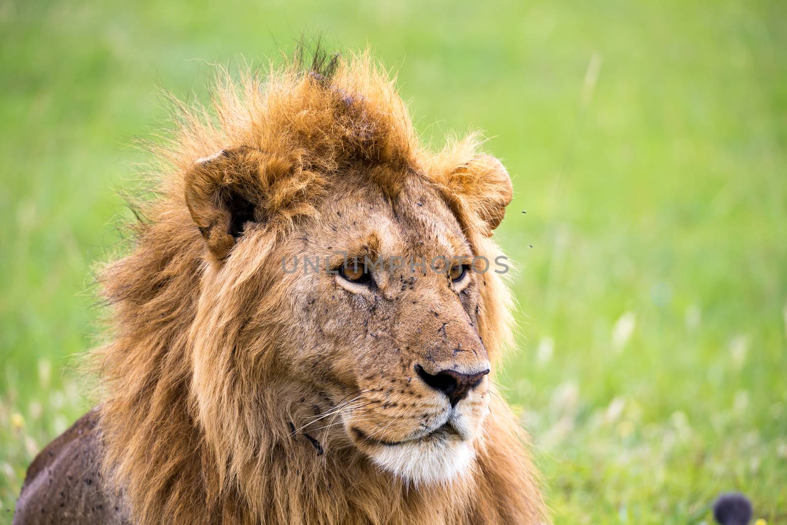 A face of a big lion in closeup