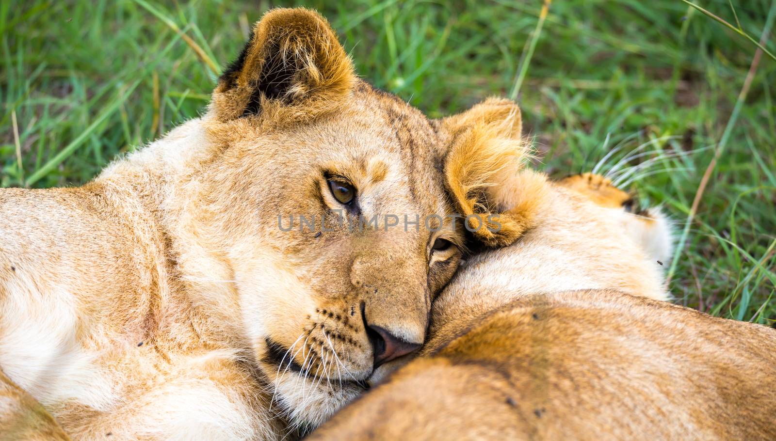 Some young lions cuddle and play with each other