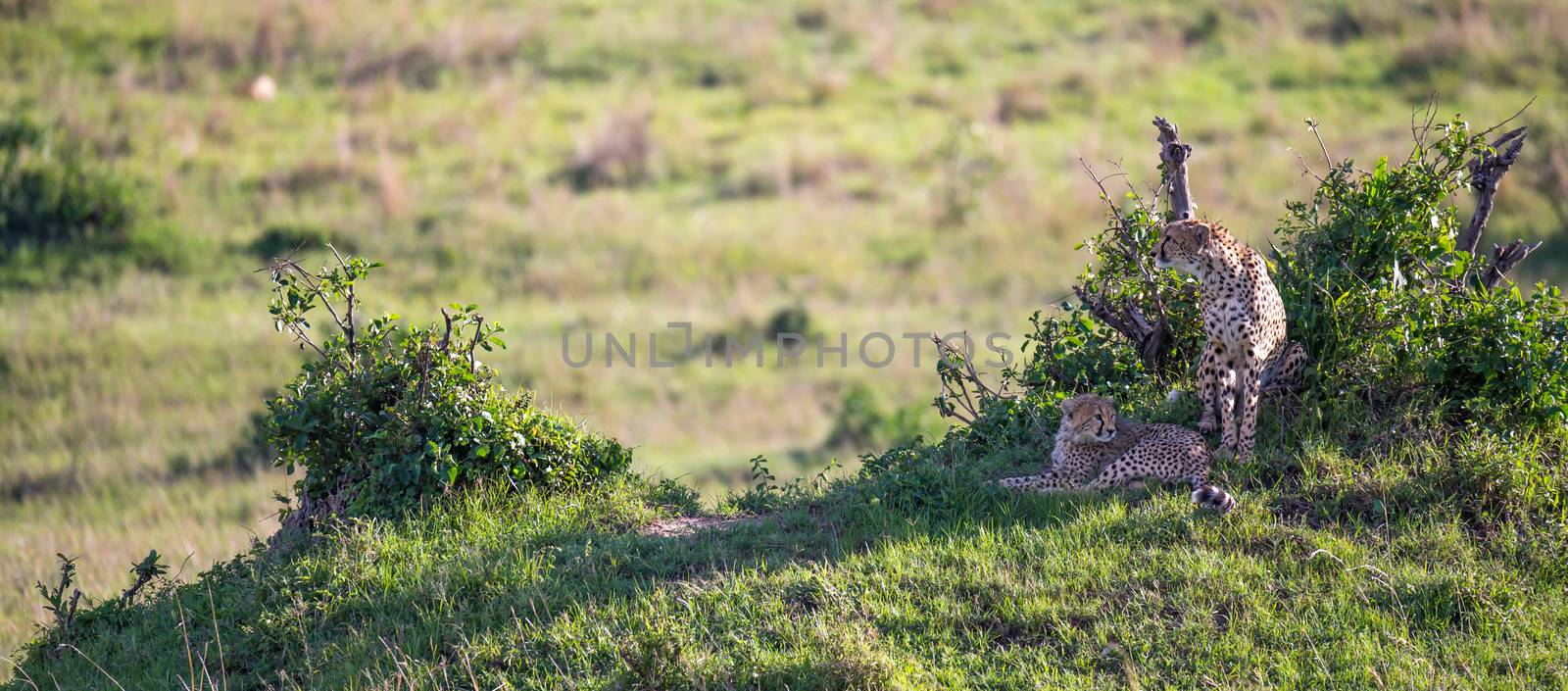 The cheetah mother with two children in the Kenyan savannah