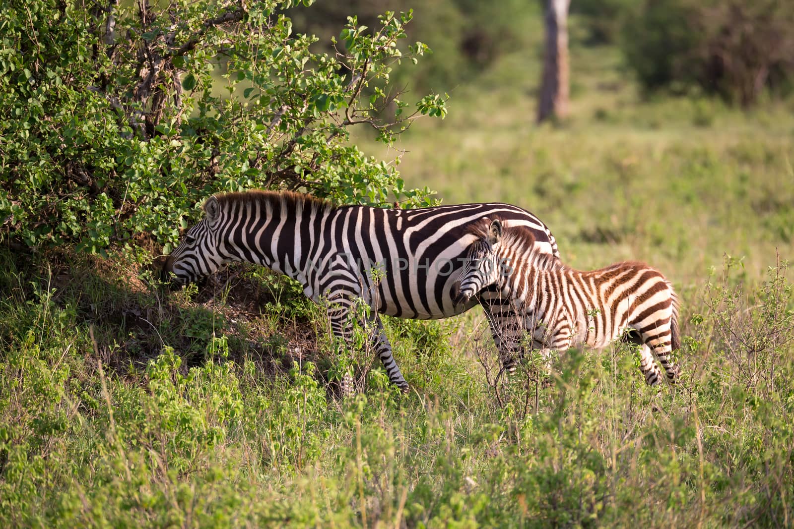 Some zebras run and graze in the savannah