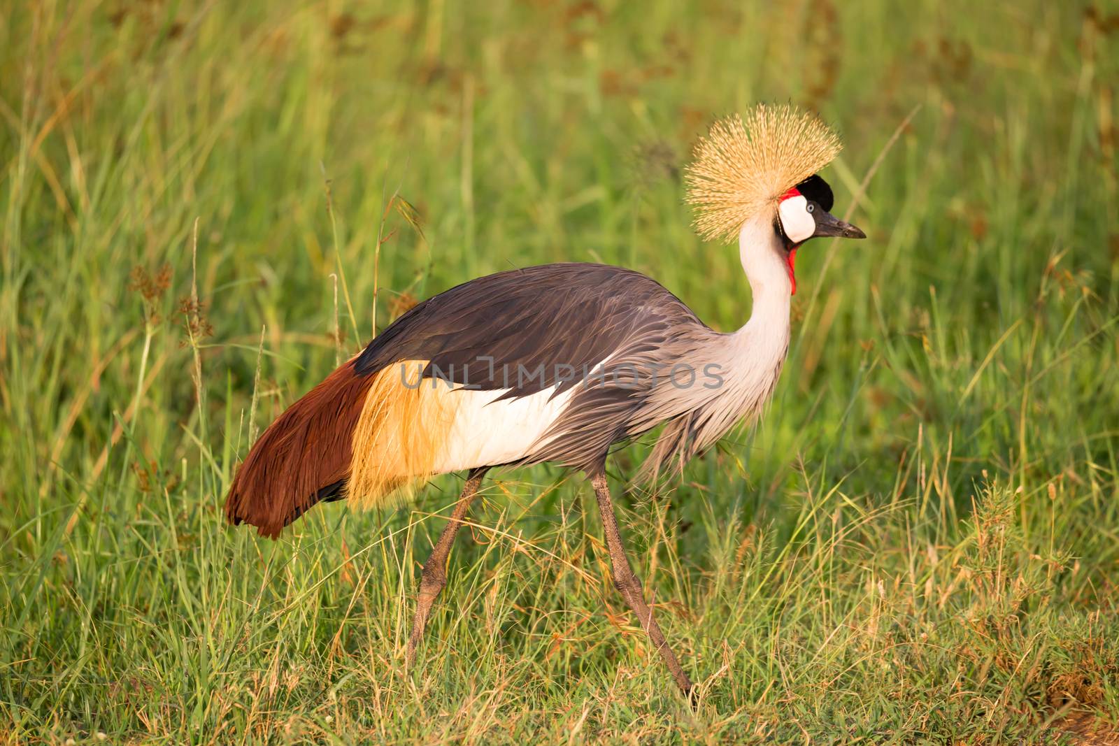 Very colorul native birds sit on branches
