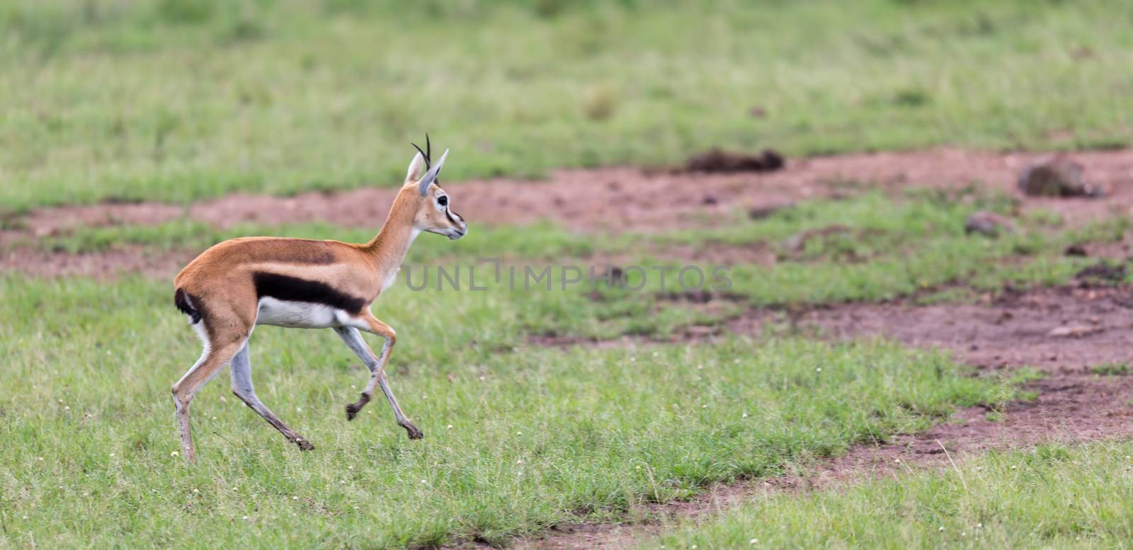 One Thomson's Gazelle runs through the grasslands of the savannah in Kenya