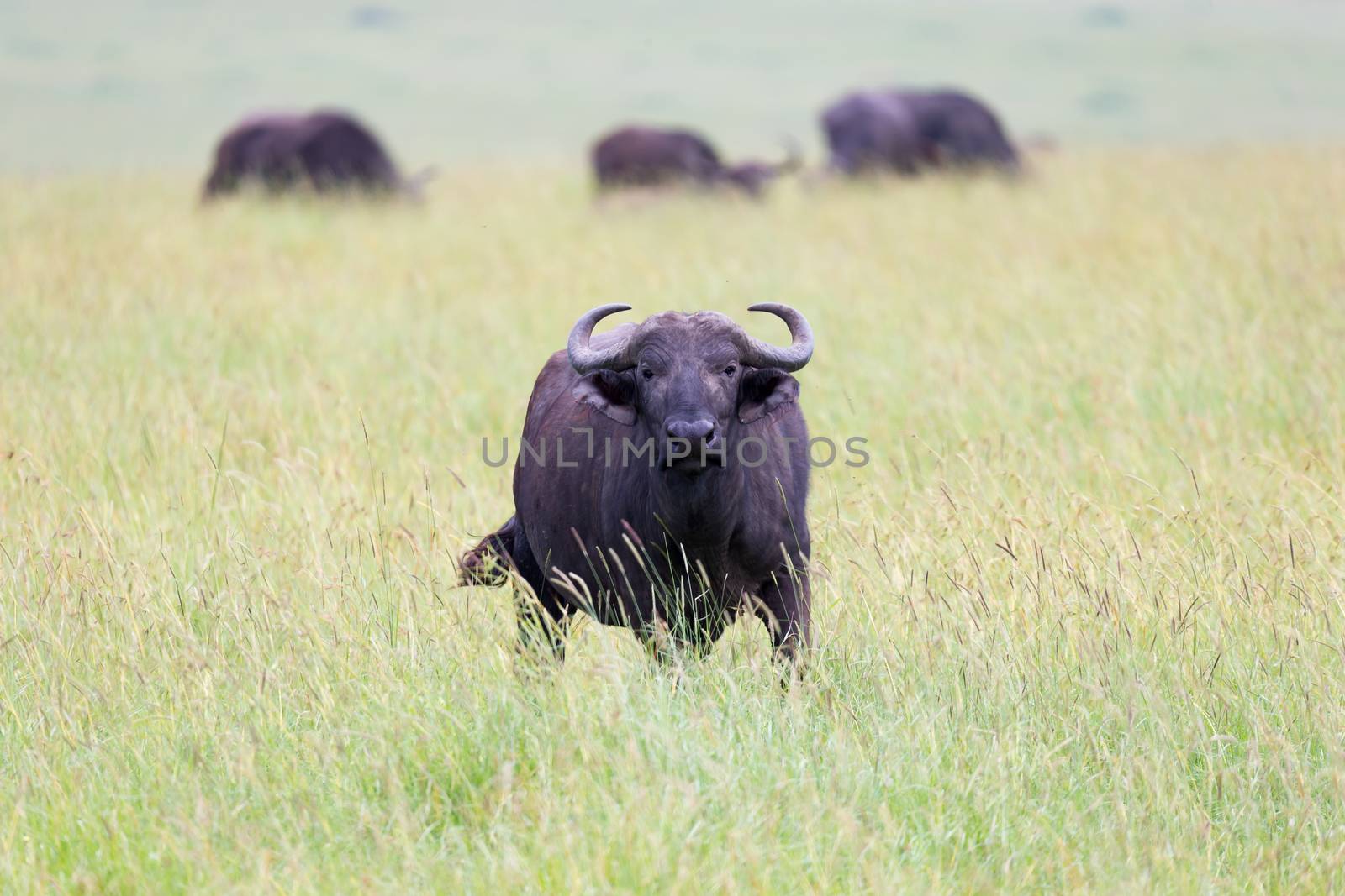 The buffalo is standing in the middle of the meadow in the grass landscape