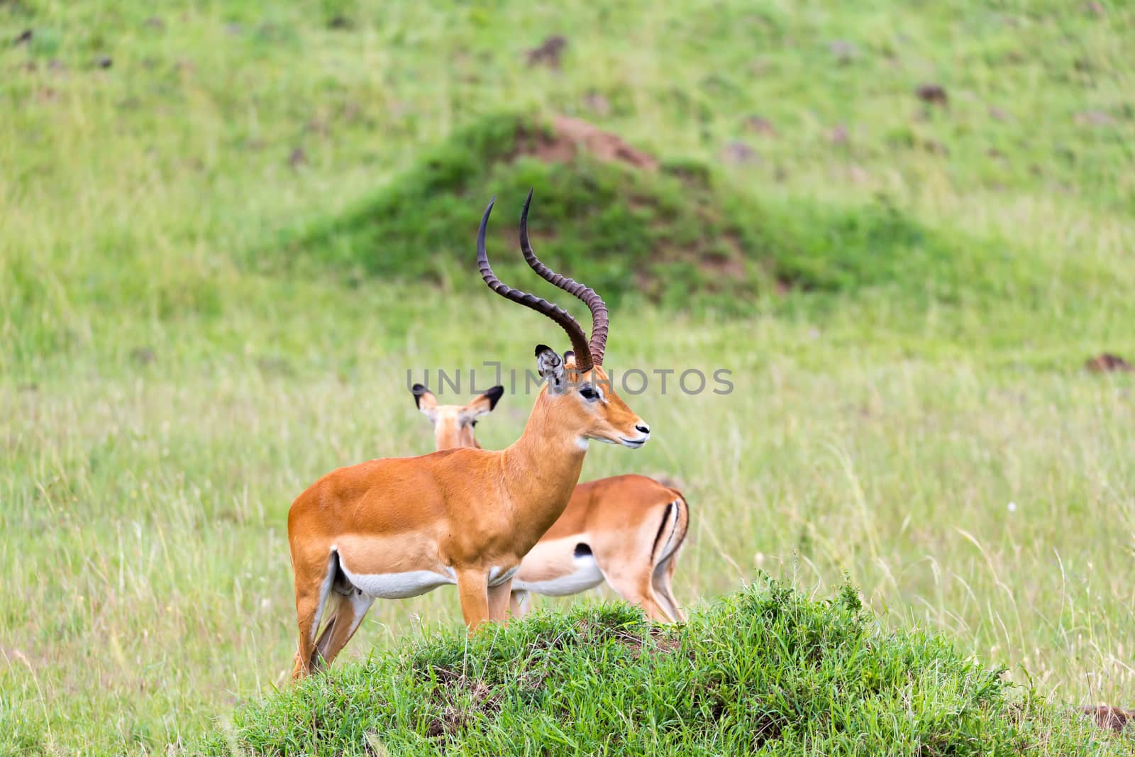 Lot of Impala antelopes in the grass landscape of the Kenyan savanna