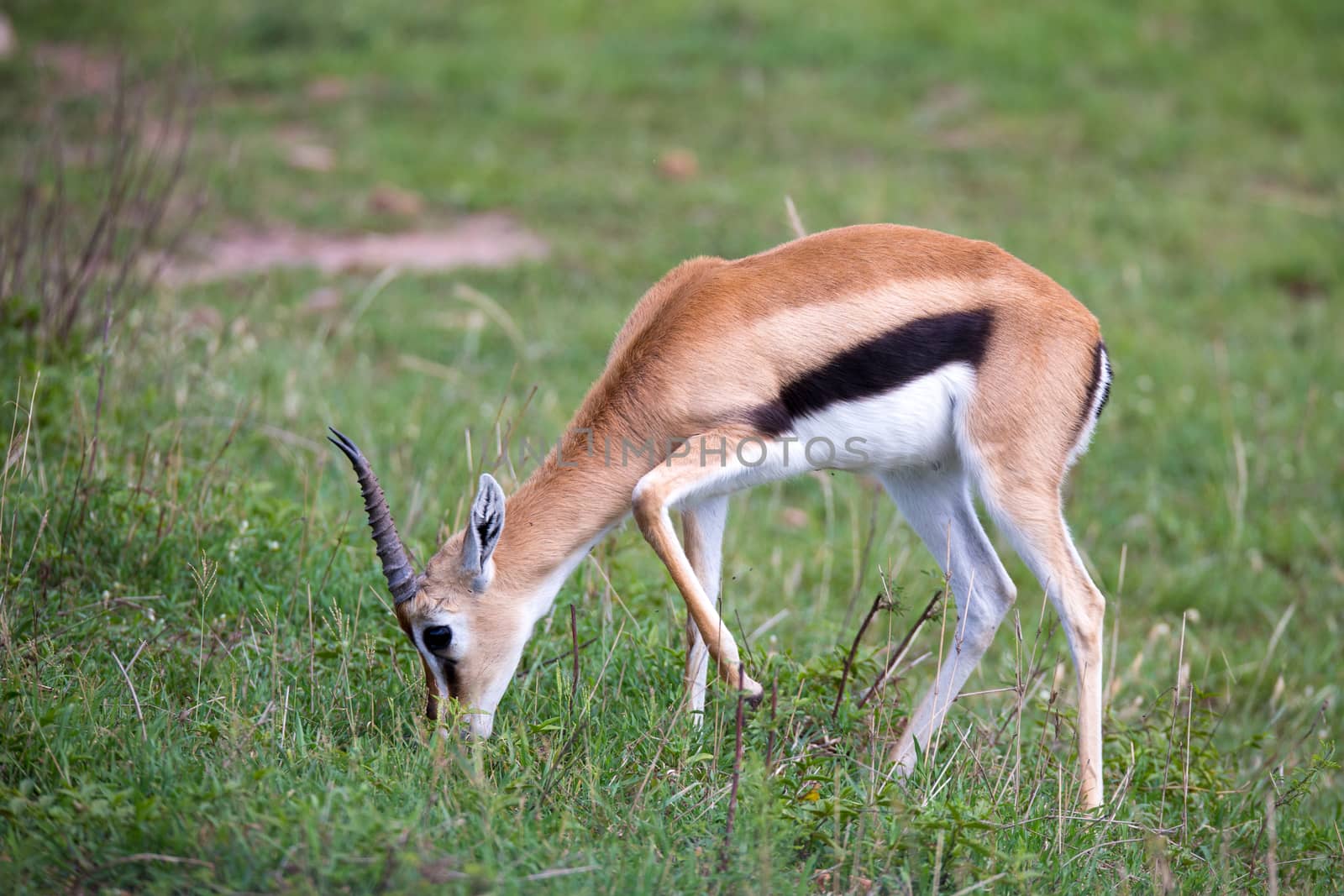 A Thomson Gazelle in the Kenyan savannah amidst a grassy landscape