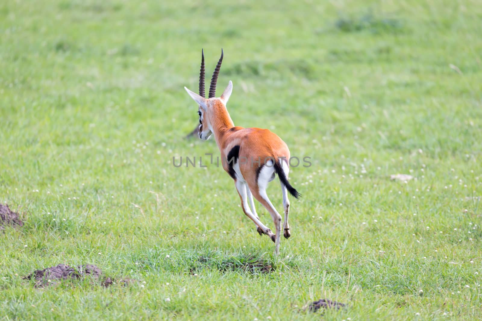 A Thomson Gazelle in the Kenyan savannah amidst a grassy landscape