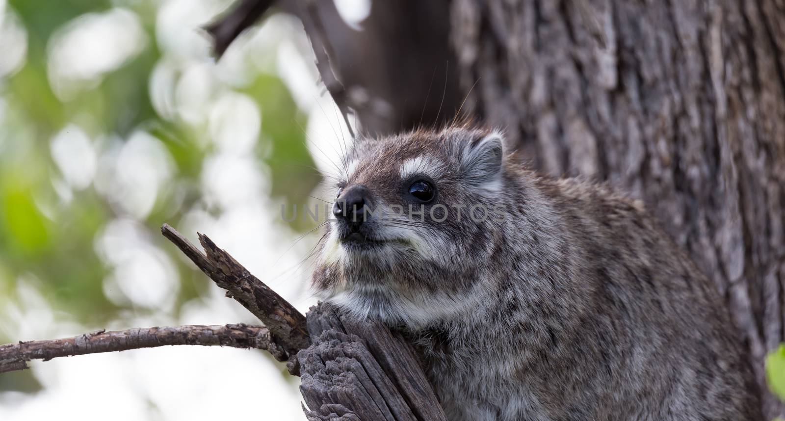 The rock badger sits on the branch of a tree