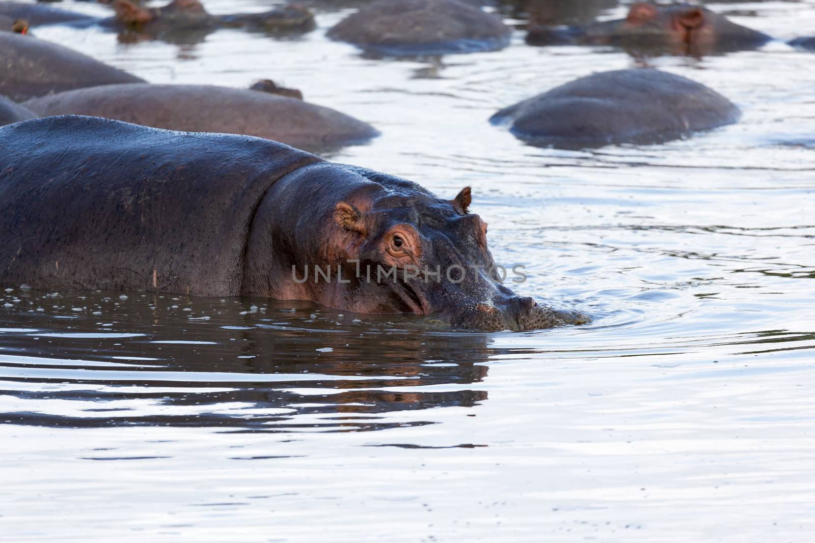 One hippopotamus sits in the water of a lake