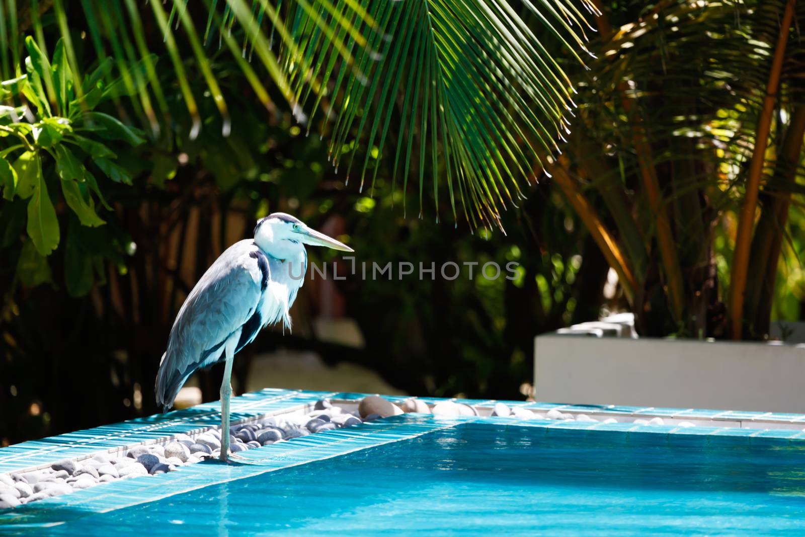 Local bird on the island is standing near the water