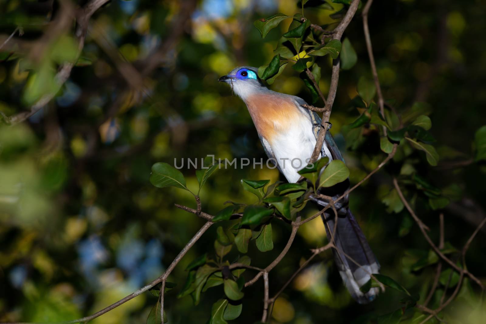 The beautiful blue silk cuckoo sits on a branch