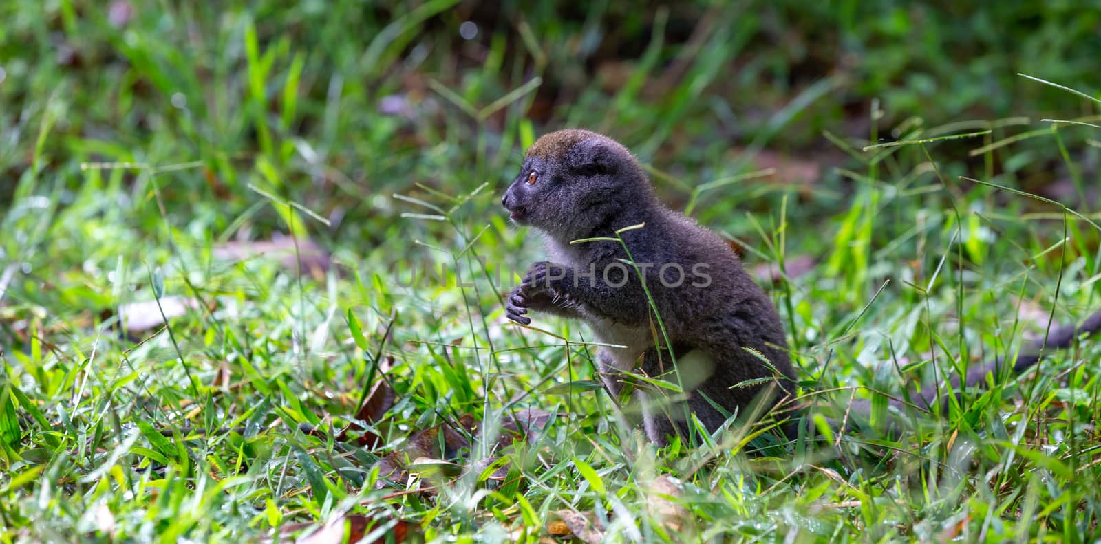 One Little lemur in the rainforest on the island of Madagascar