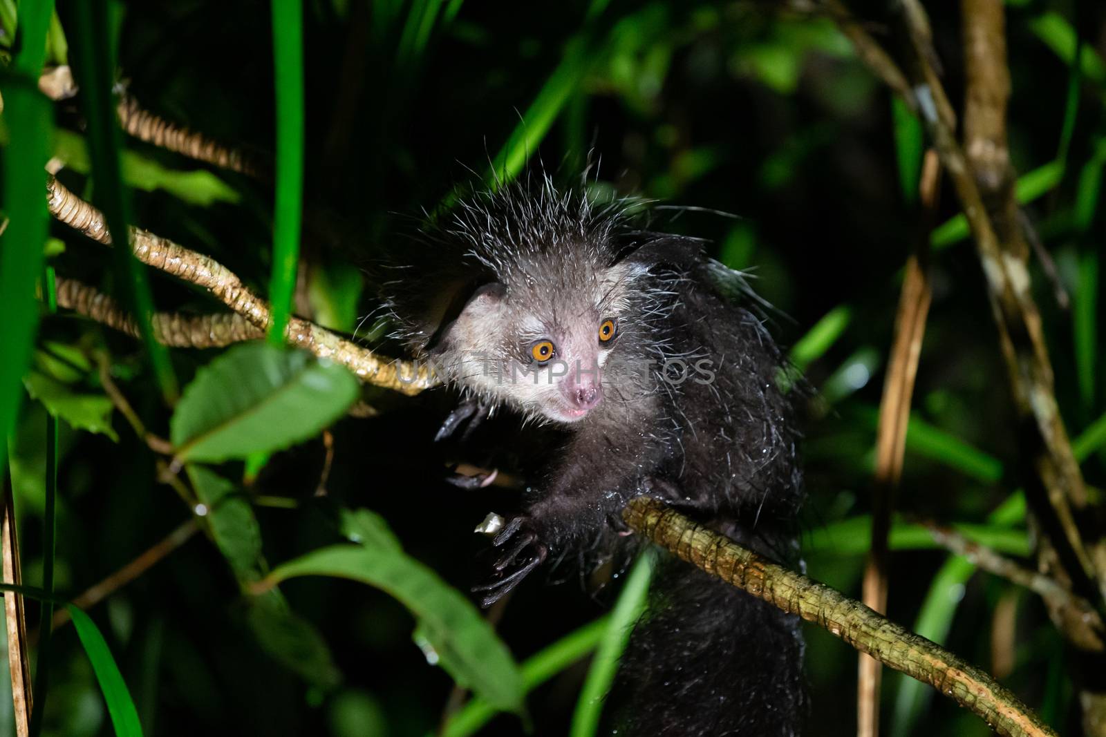 One of The rare Aye-Aye lemur that is only nocturnal