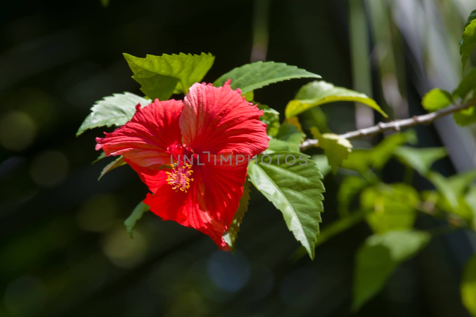 Colorful exotic flowers on trees with green leaves