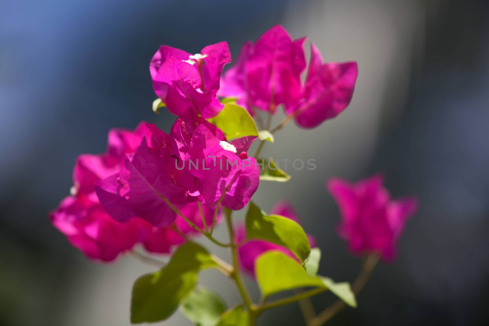 Colorful flowers of the Maldives with green leaves