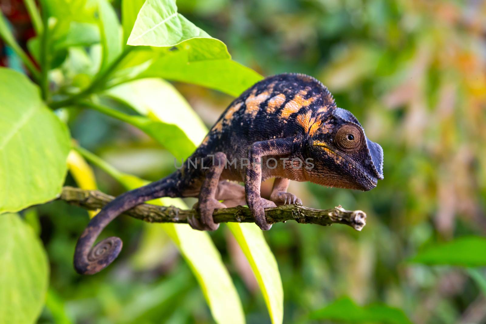 One chameleon in close-up in a national park on Madagascar