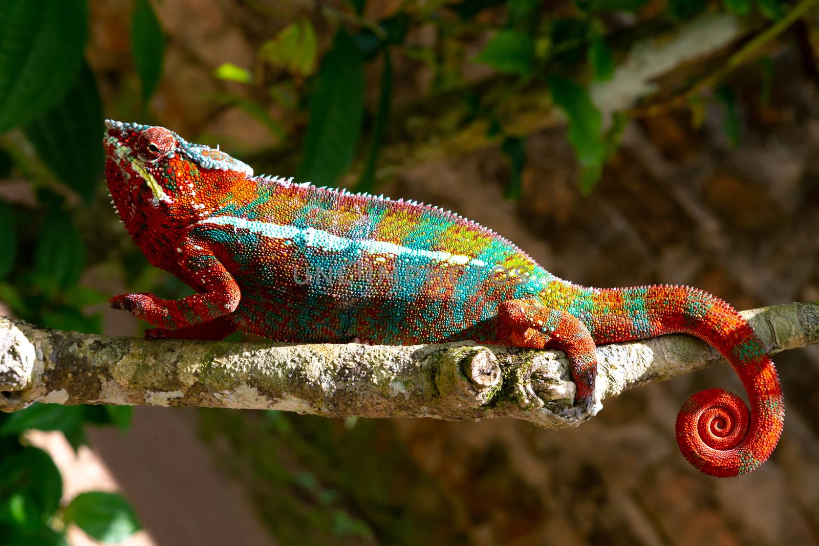 One Colorful chameleon on a branch in a national park on the island of Madagascar