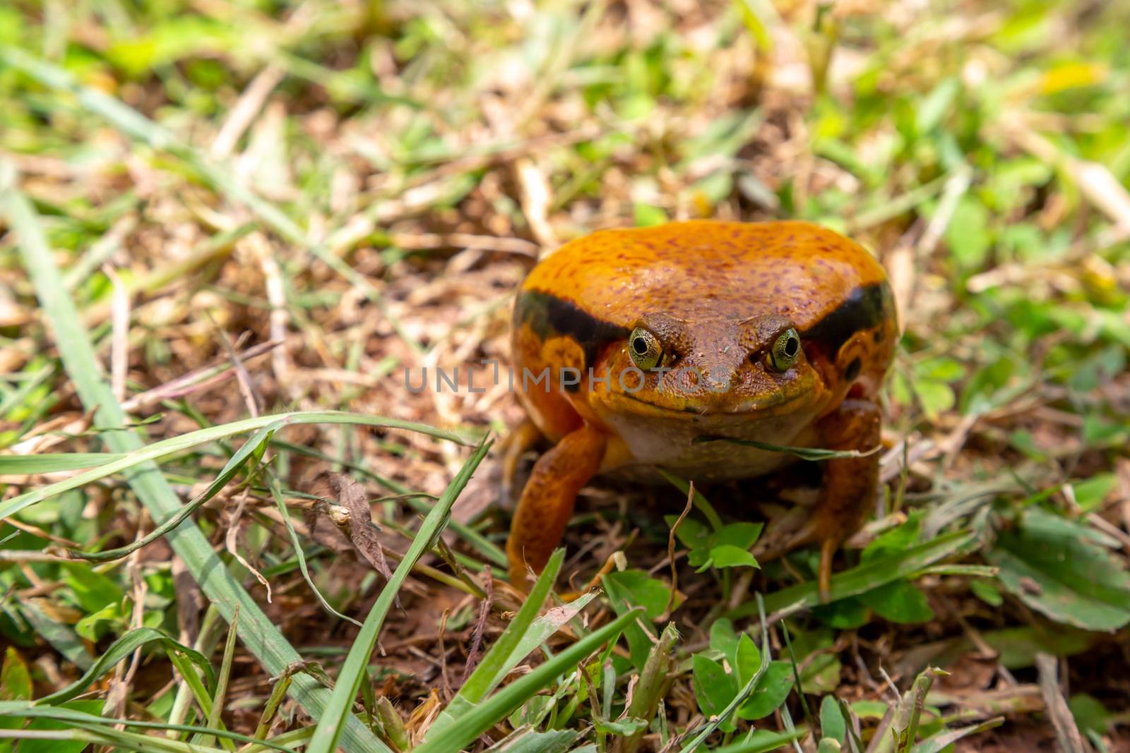 One large orange frog is sitting in the grass