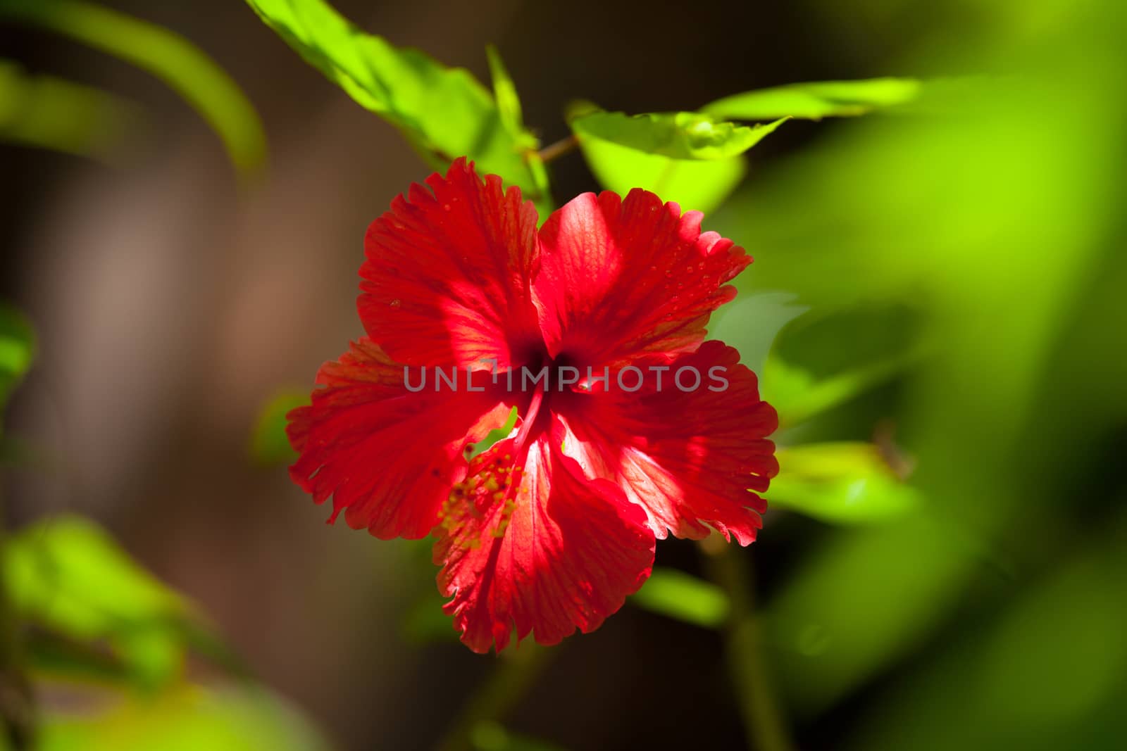 Colorful exotic flowers on trees with green leaves