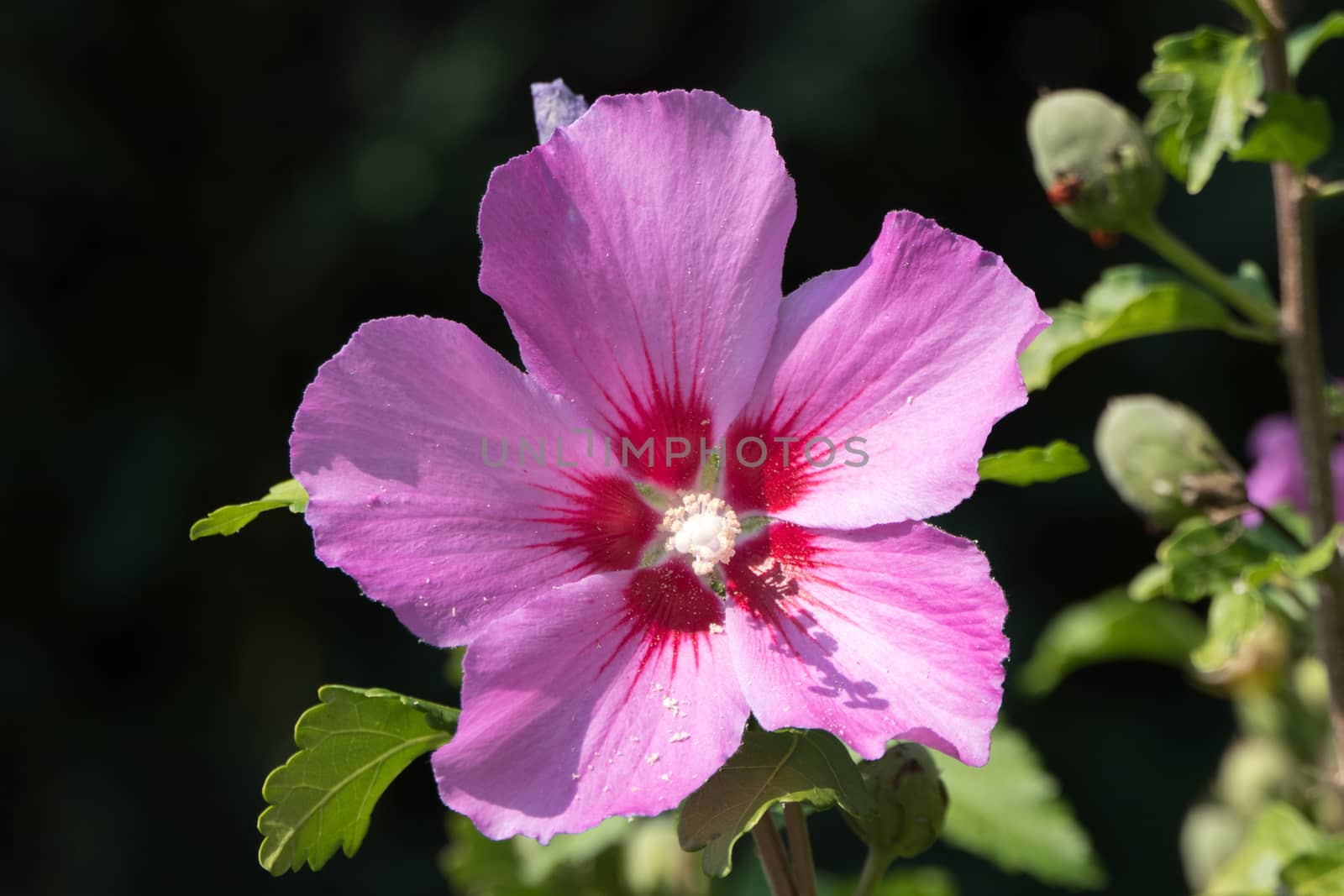 One beautiful pink flower surrounded by green branches