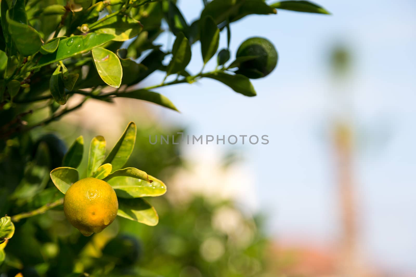 A tangerine trees with unripe fruits and green leaves