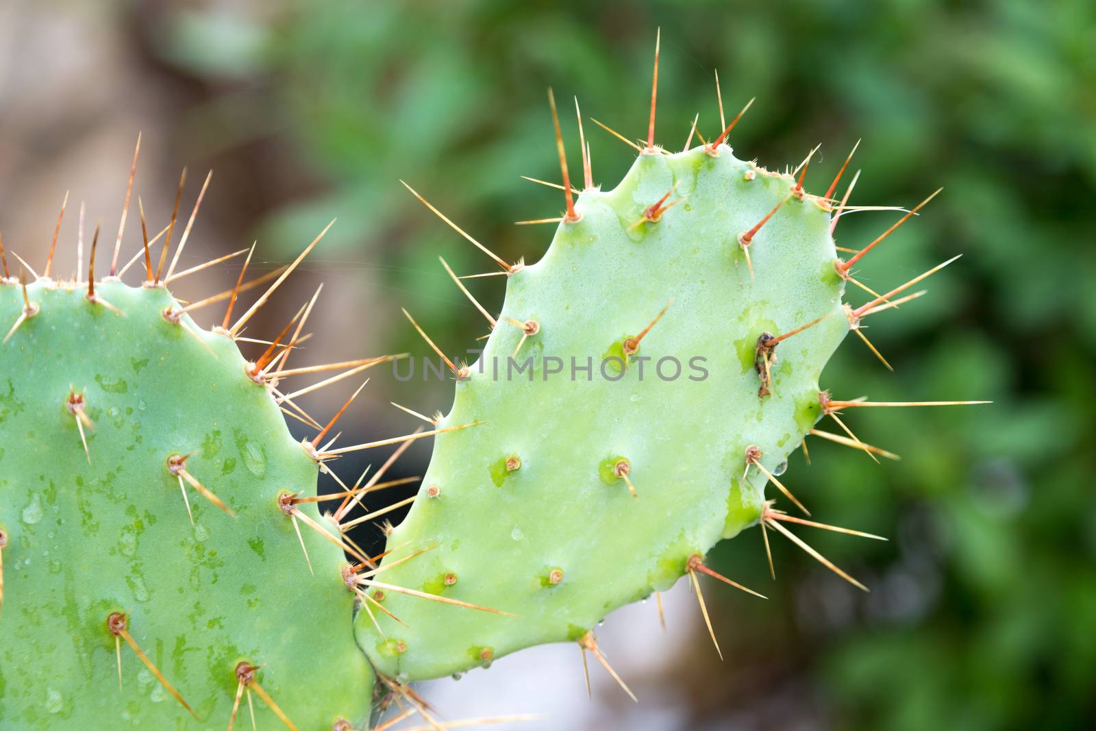 The green cactus plant with many spikes